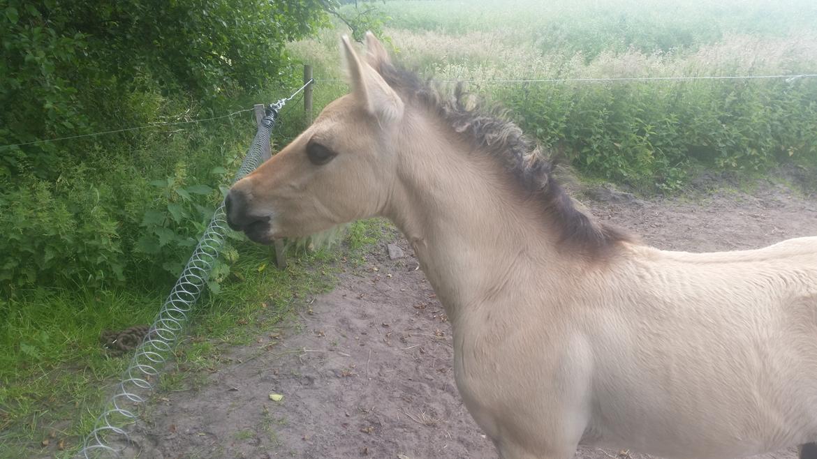 Anden særlig race Sukinox Her kommer jeg *Kalle* billede 11