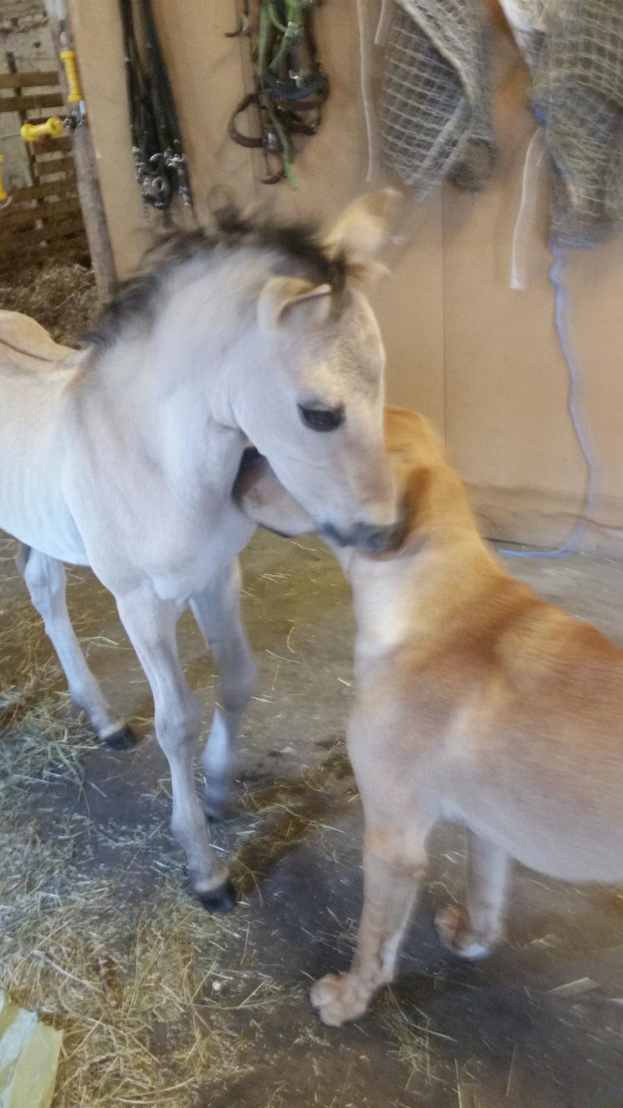 Anden særlig race Sukinox Her kommer jeg *Kalle* billede 12