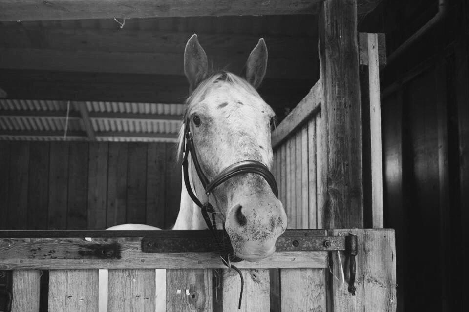 Knabstrupper Friis' Dexter - Velkommen til Dexter's profil :3 billede 1