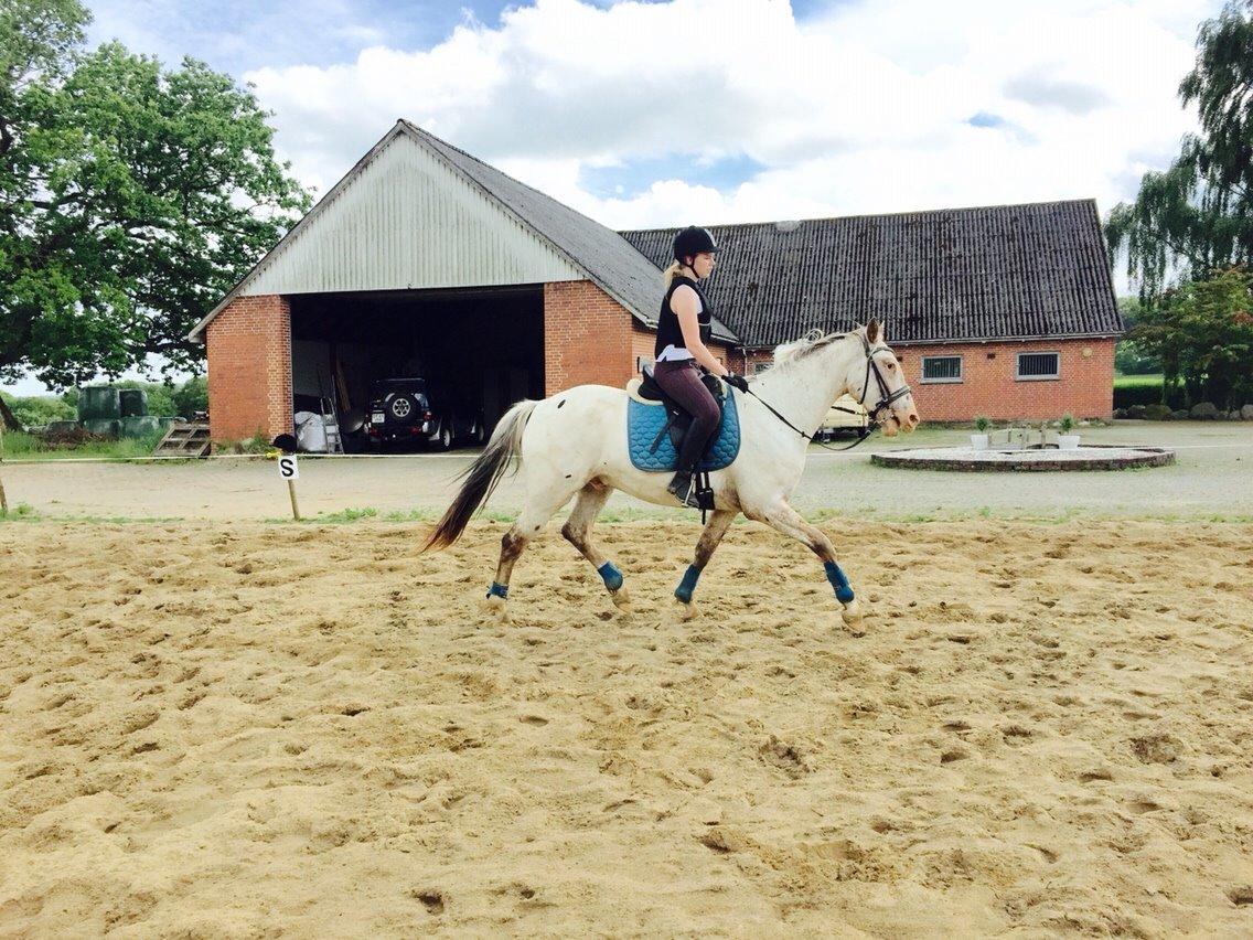 Knabstrupper Friis' Dexter billede 11