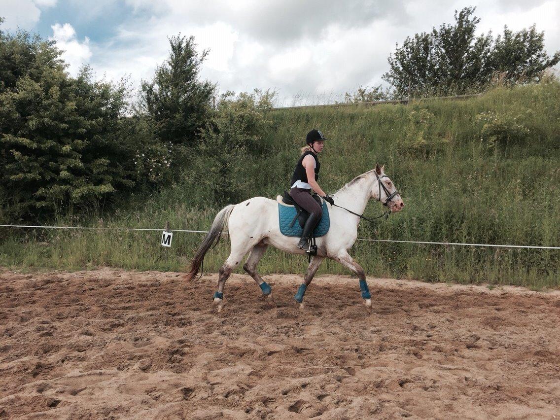 Knabstrupper Friis' Dexter billede 13