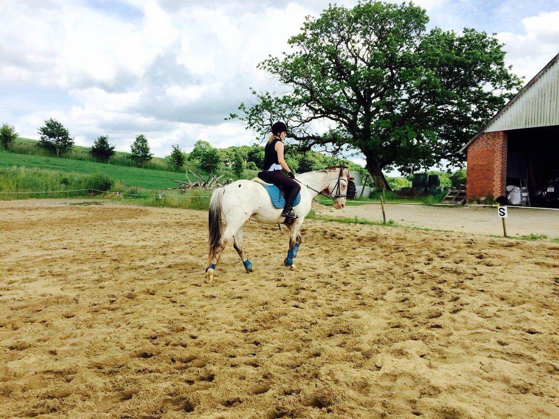 Knabstrupper Friis' Dexter billede 15