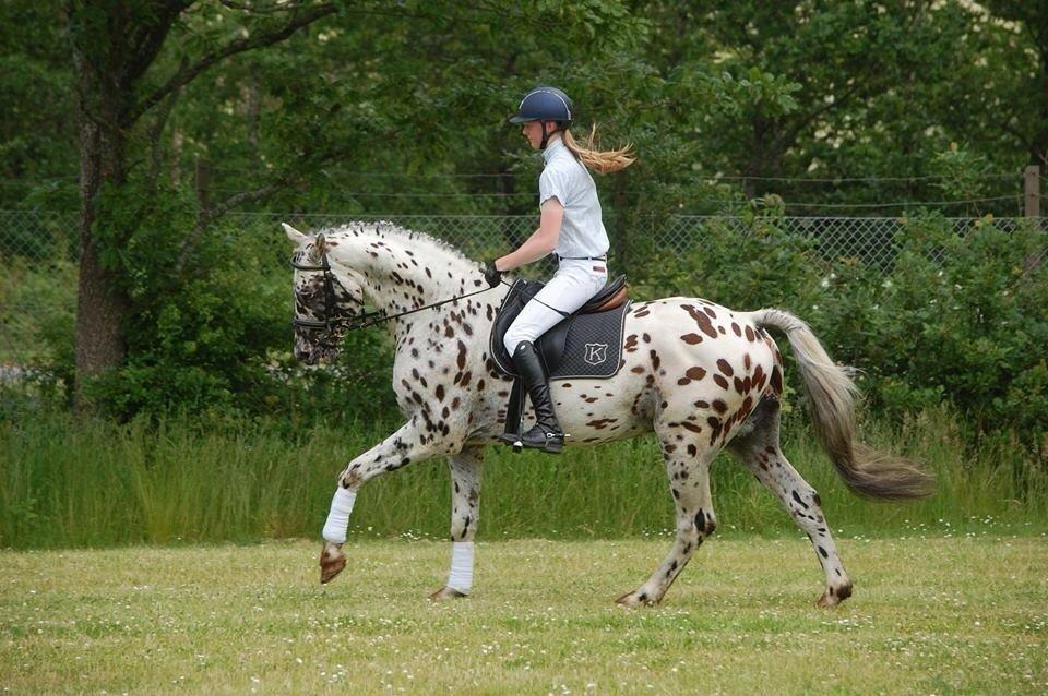 Knabstrupper Fairbanks Skrødstrup billede 1