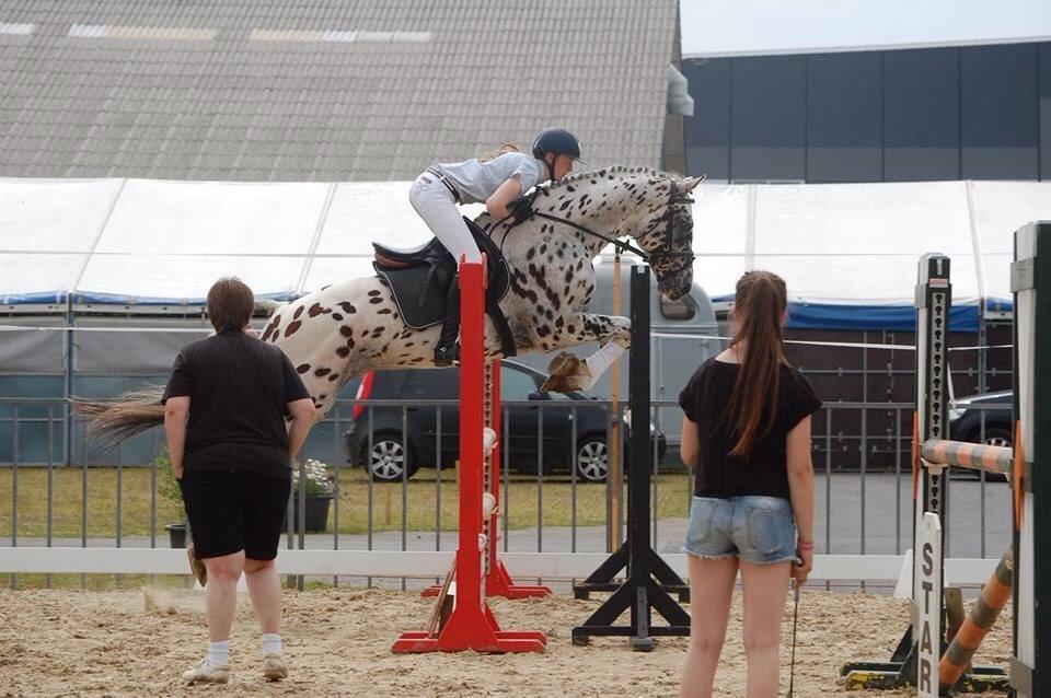 Knabstrupper Fairbanks Skrødstrup billede 2