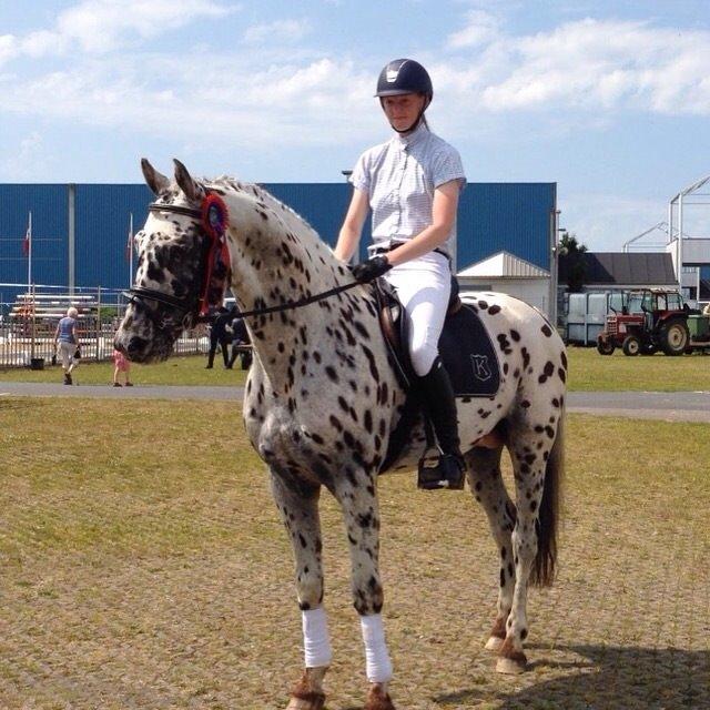 Knabstrupper Fairbanks Skrødstrup billede 3