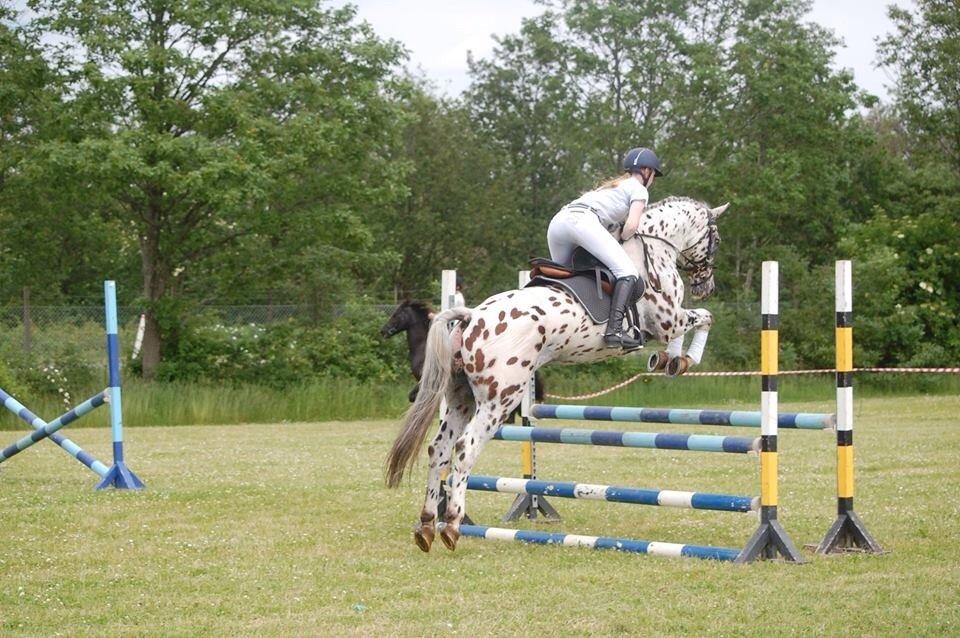 Knabstrupper Fairbanks Skrødstrup billede 4