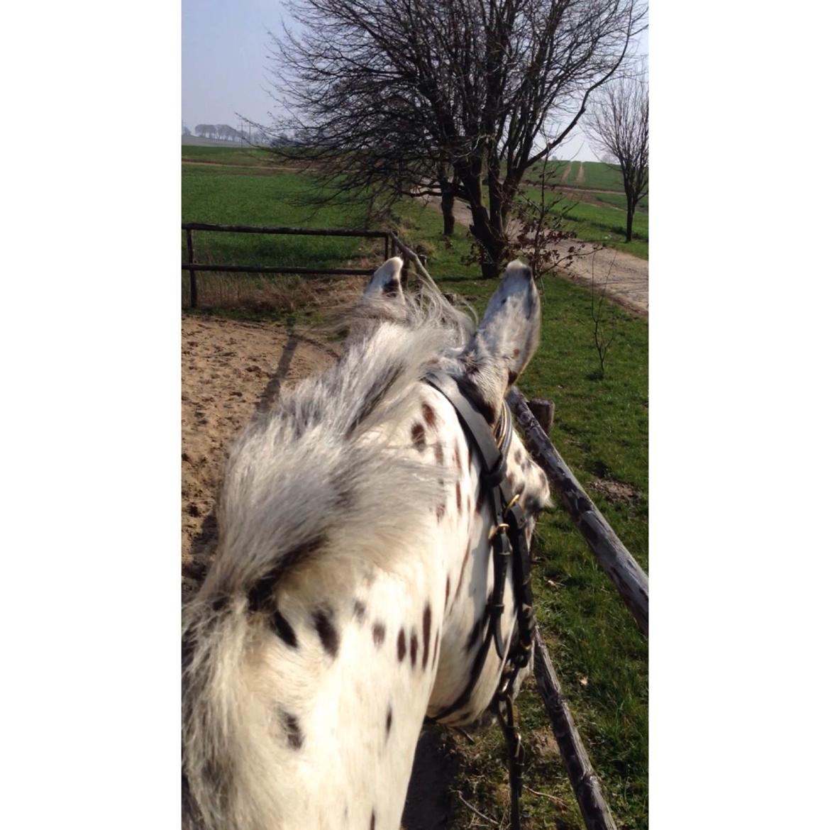 Knabstrupper Fairbanks Skrødstrup billede 5