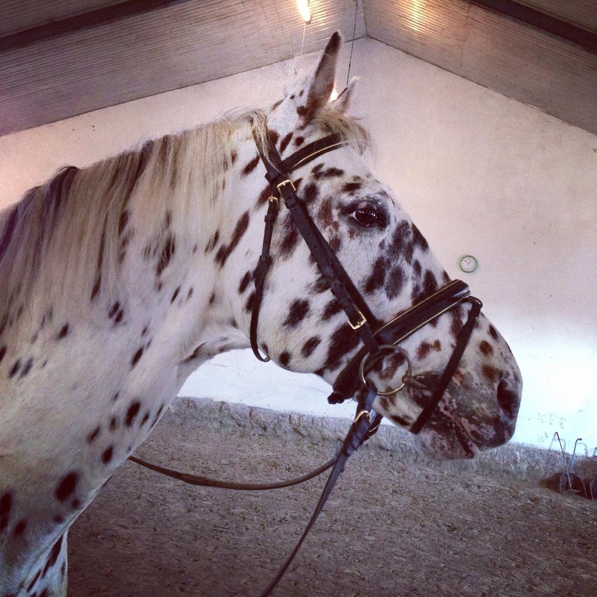 Knabstrupper Fairbanks Skrødstrup billede 6