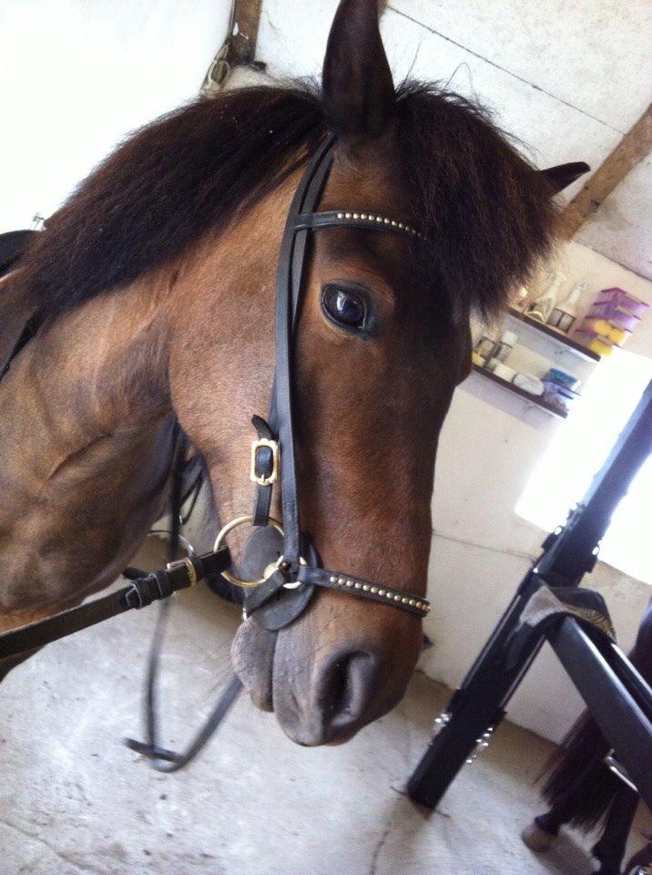 Islænder Vigdis  | tdl. Part | - klar til en tur i skoven billede 10