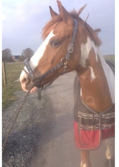 Pinto / haflinger indiana jones billede 2