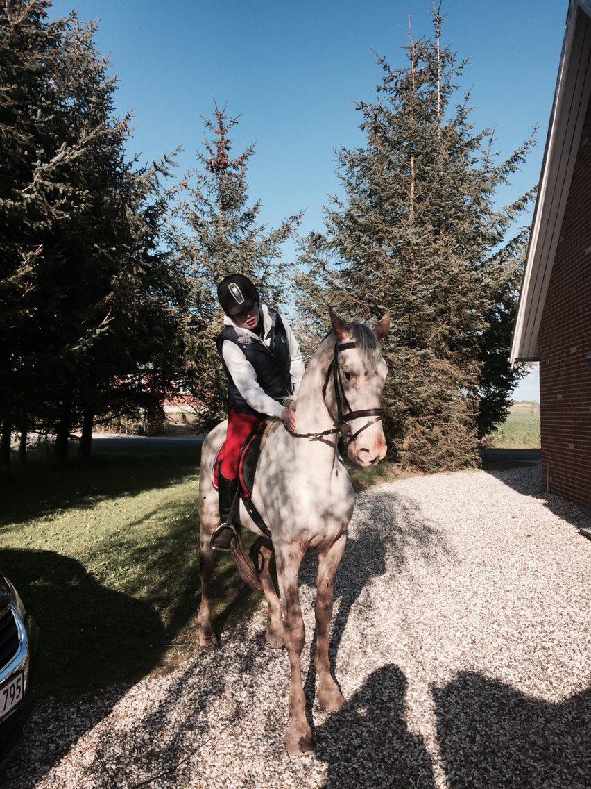 Knabstrupper Friis' Dexter billede 9