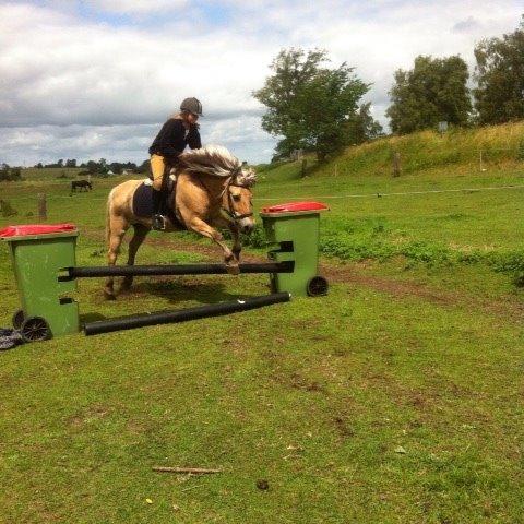 Fjordhest Aslan billede 6