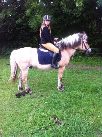 Fjordhest Aslan billede 8