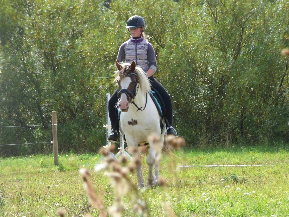 Anden særlig race Painters Pride billede 10