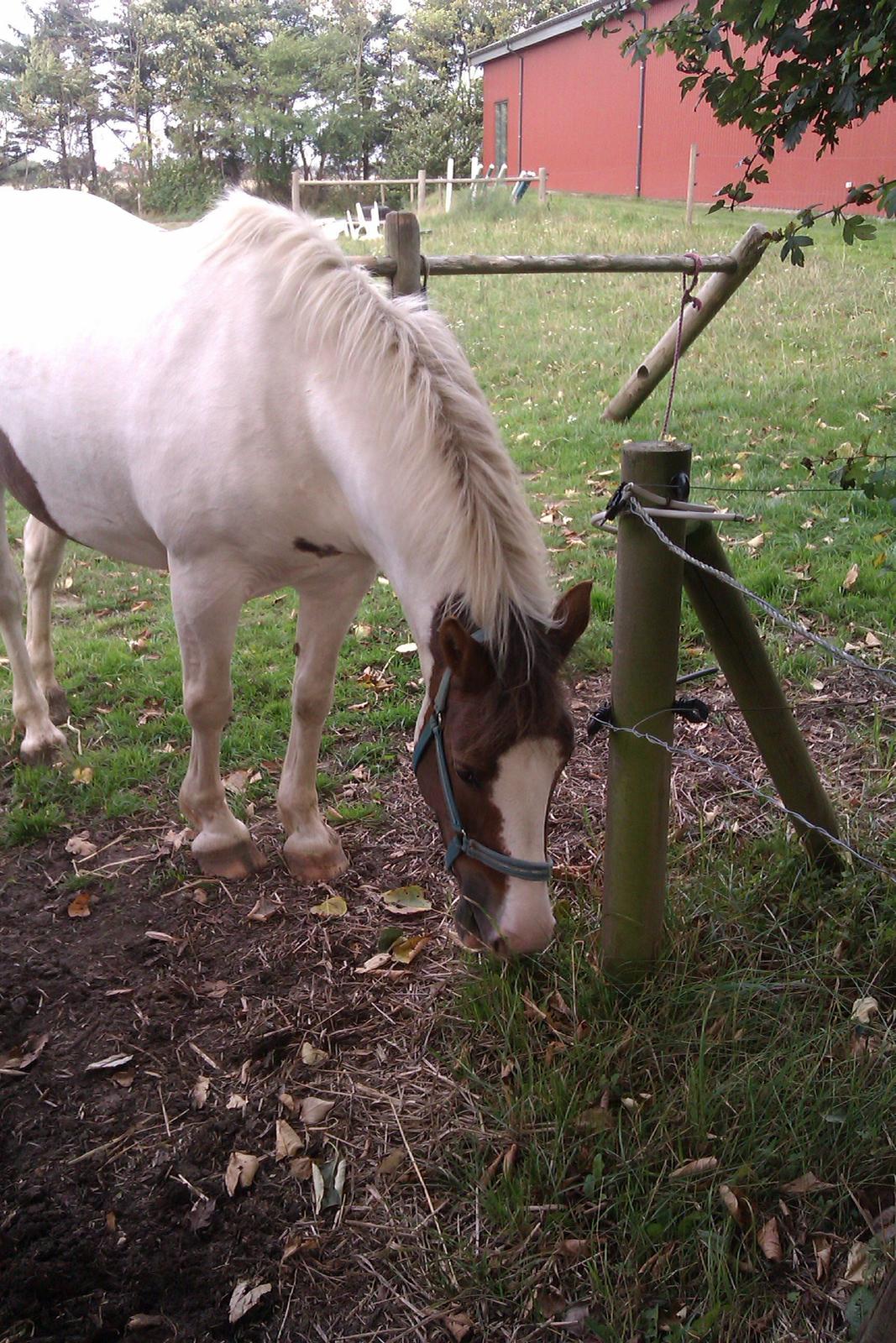 Anden særlig race Painters Pride billede 7