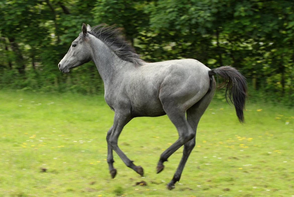 Trakehner Bint-Al-Malika billede 13