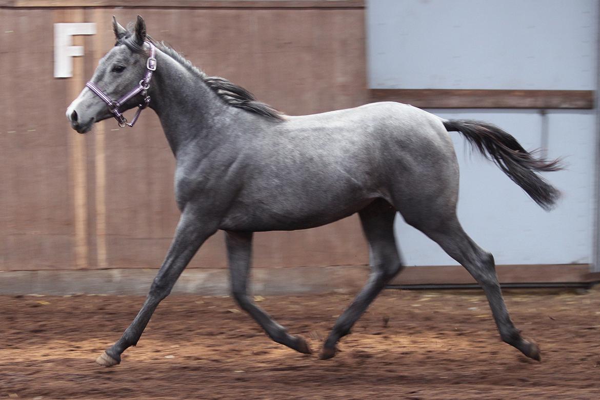 Trakehner Bint-Al-Malika billede 15