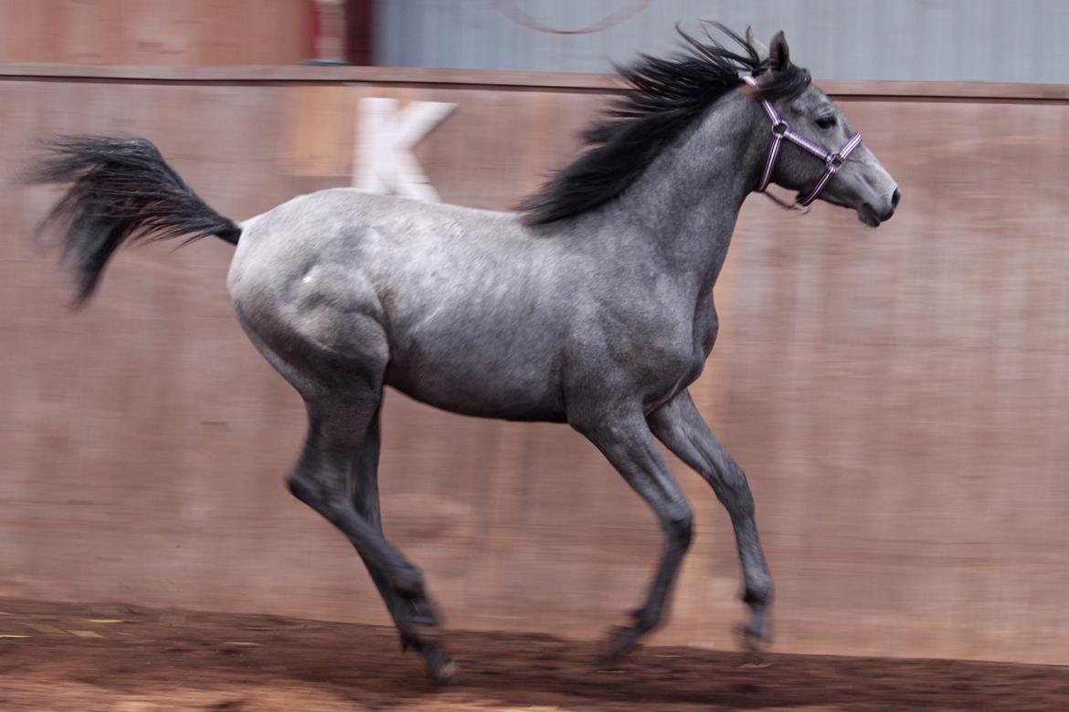 Trakehner Bint-Al-Malika billede 17