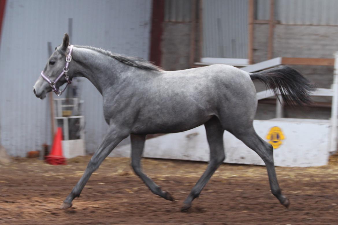 Trakehner Bint-Al-Malika billede 20