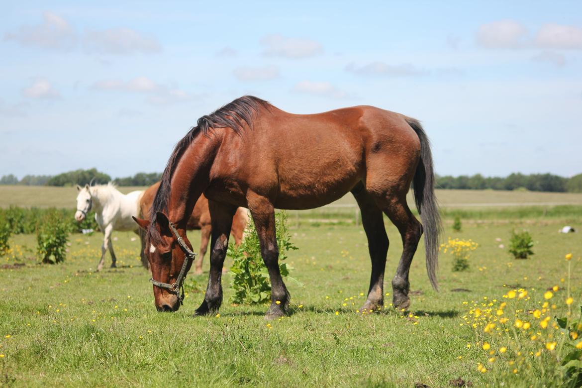 Dansk Varmblod Maxi billede 1