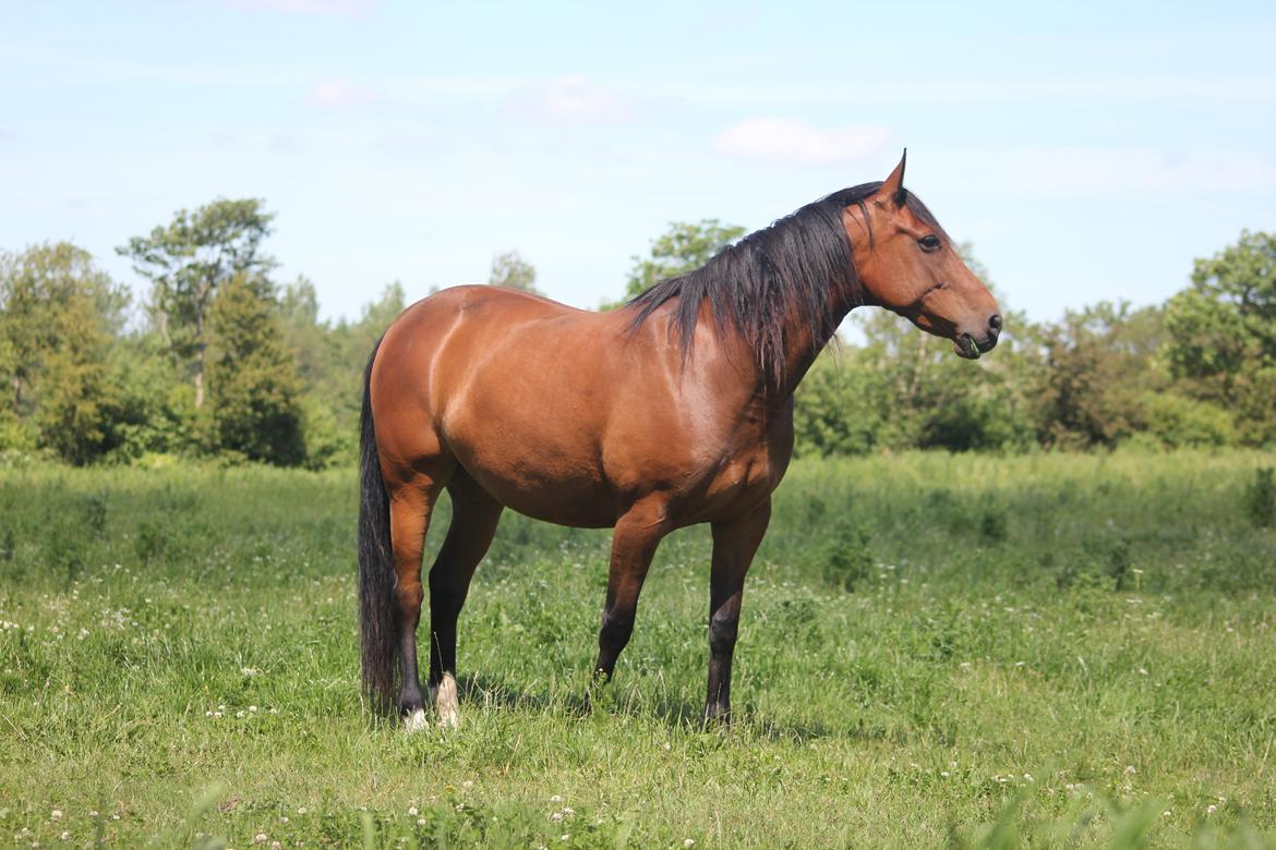 Dansk Varmblod Maxi billede 2