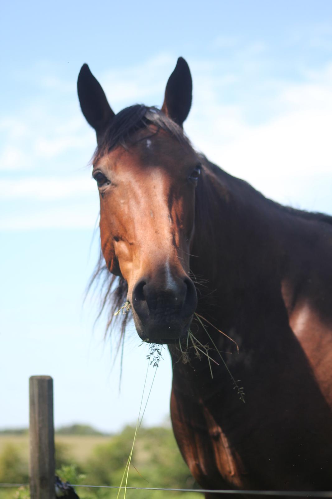 Dansk Varmblod Maxi billede 3