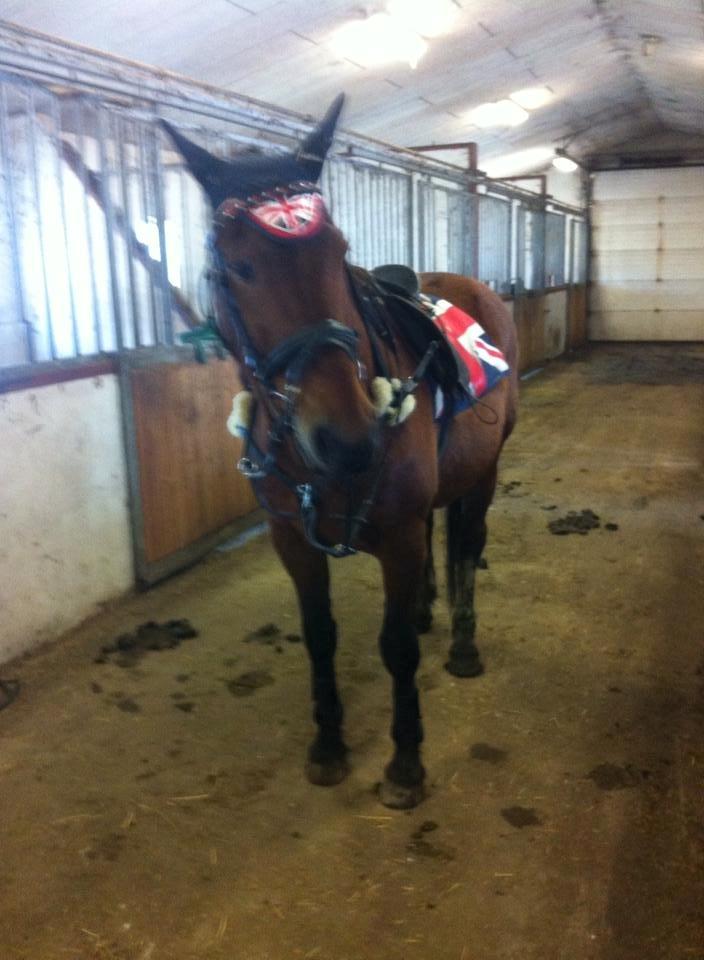 Dansk Varmblod Maxi billede 4