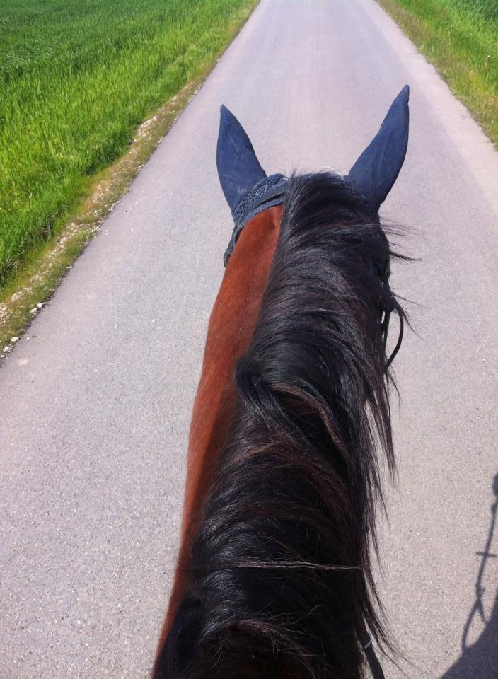 Dansk Varmblod Maxi billede 5