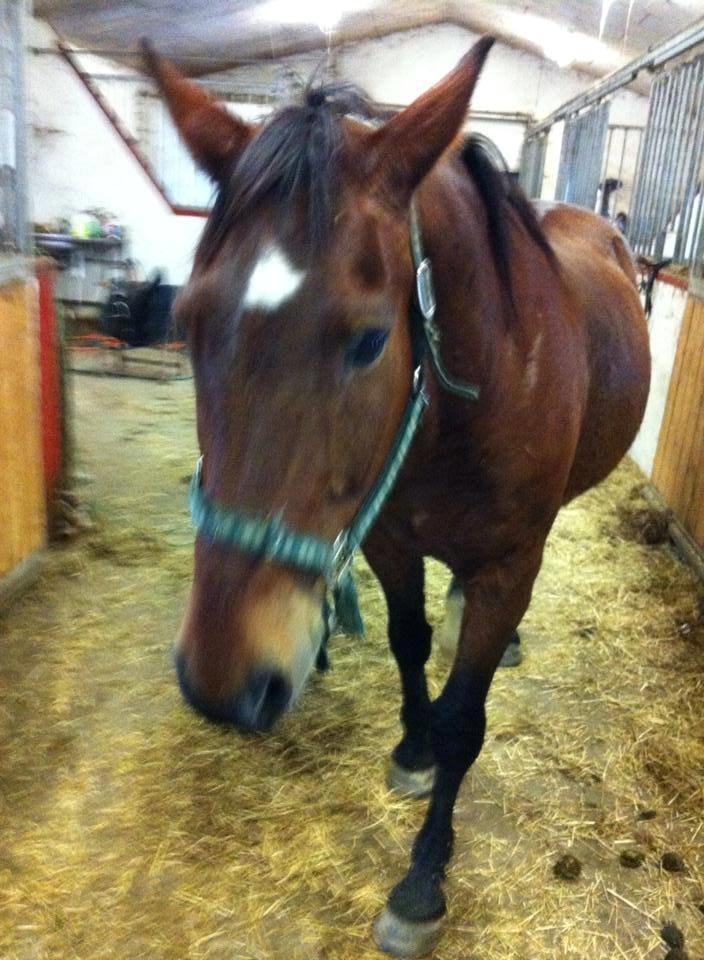 Dansk Varmblod Maxi billede 6