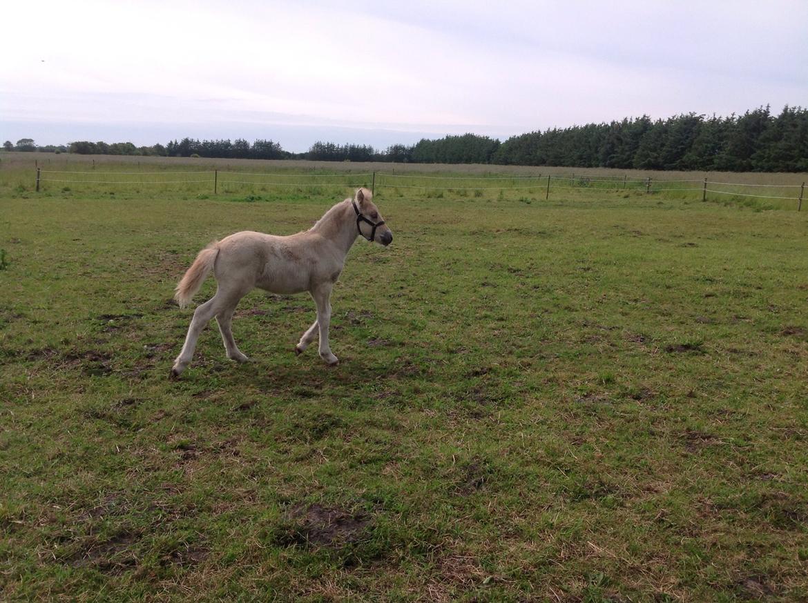 Anden særlig race Rolf  billede 2
