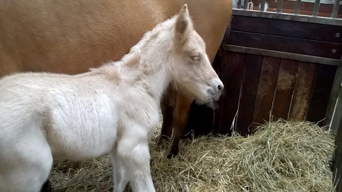 Anden særlig race Rolf  billede 1