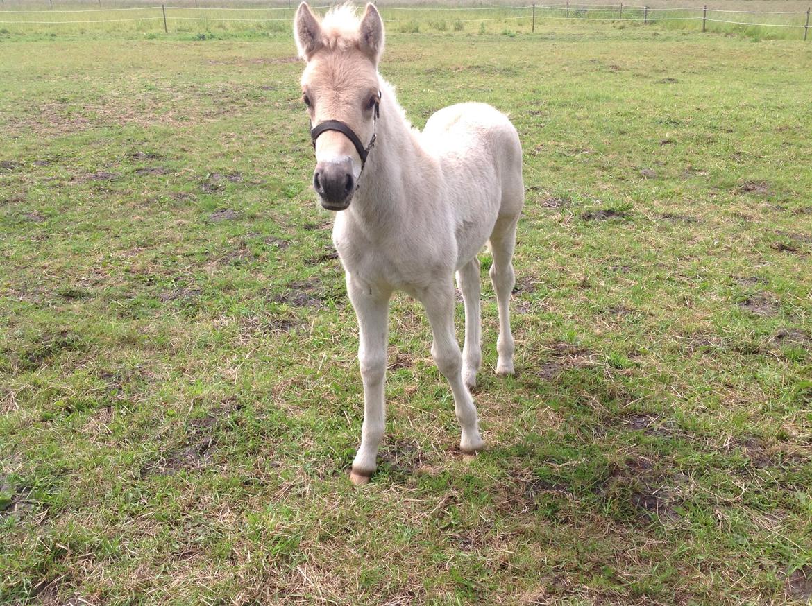 Anden særlig race Rolf  billede 3