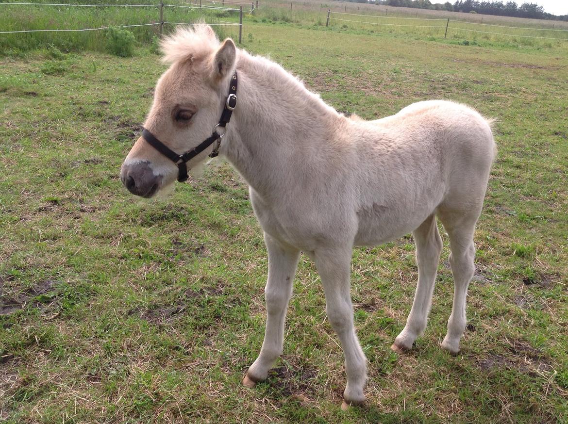 Anden særlig race Rolf  billede 4