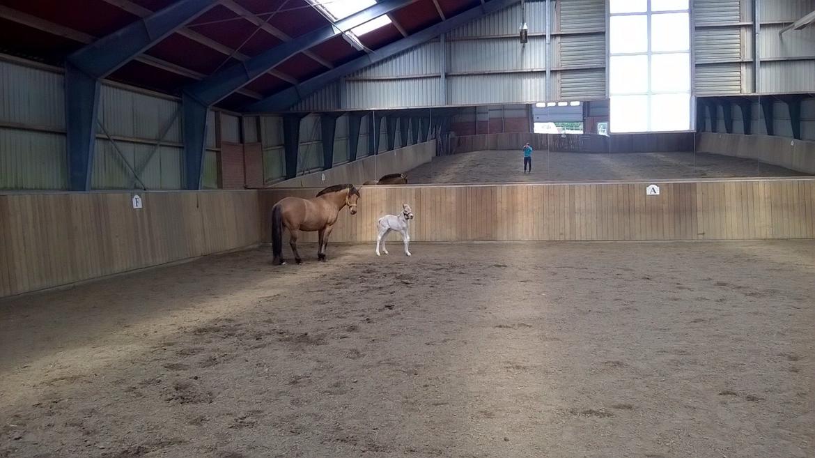 Anden særlig race Rolf  billede 6