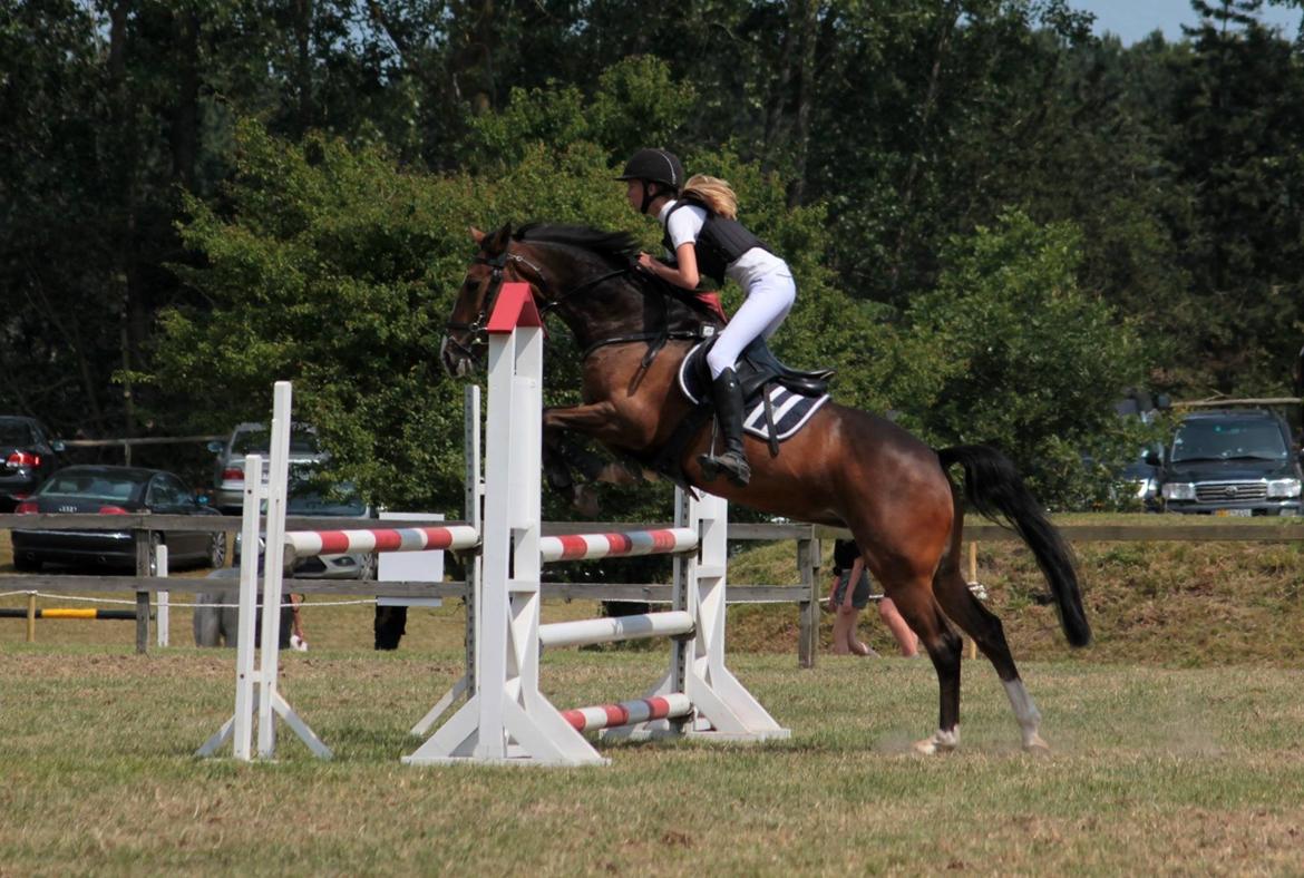 Irsk Sportspony Mystic Sandy - Første stævne!! La - nul billede 12