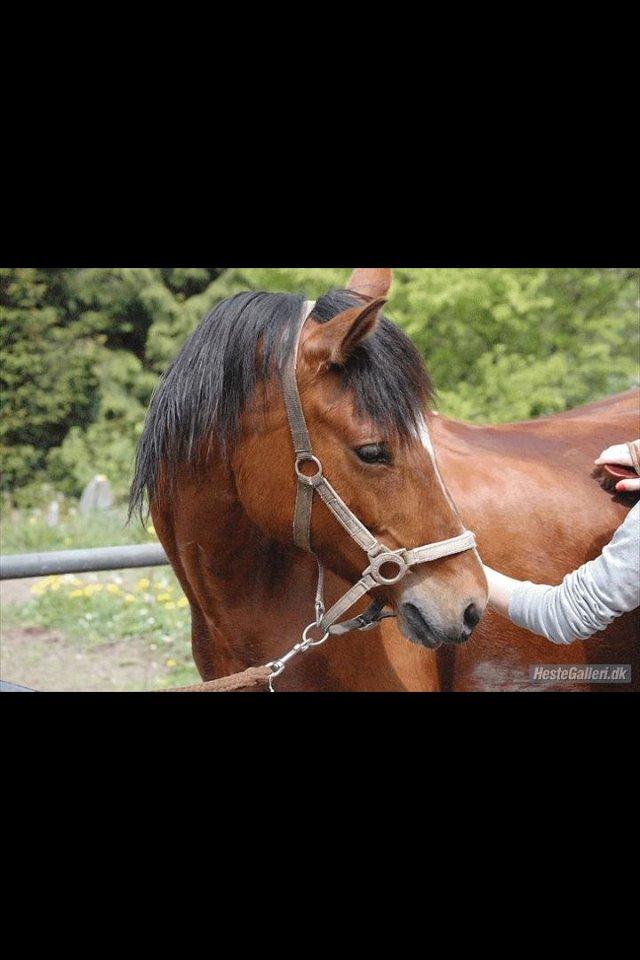 Anden særlig race Mistery Dancer (Misse)SOLGT billede 45