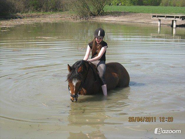 Anden særlig race Mistery Dancer (Misse)SOLGT billede 48