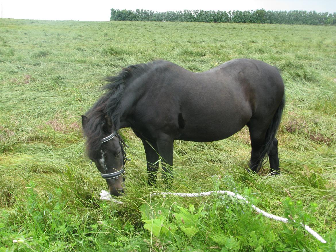 Dartmoor Don Juan - *Nyt* billede 13