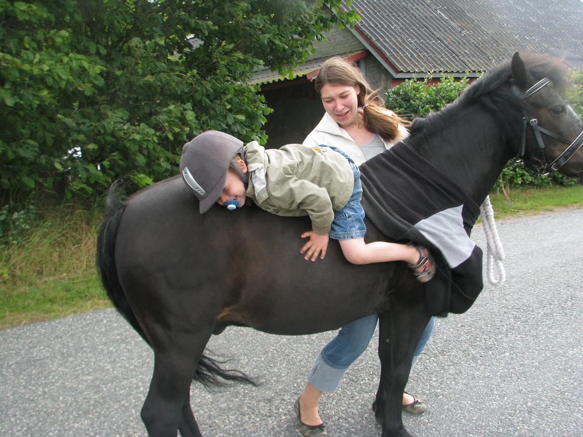 Dartmoor Don Juan - *Nyt* Verdens skønneste pony <3 billede 19