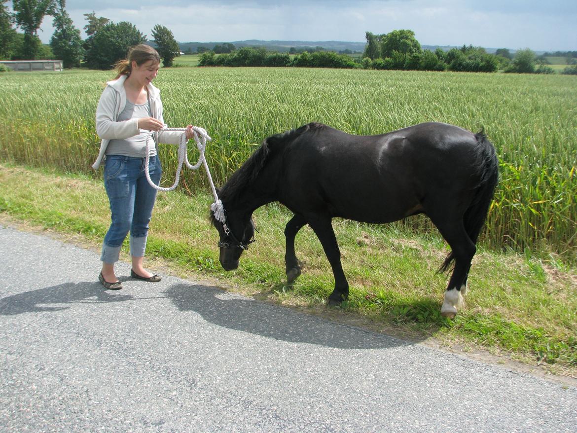 Dartmoor Don Juan - *Nyt* billede 16