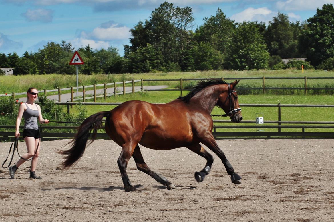 Dansk Varmblod Femme Fetal (Loppe) billede 7