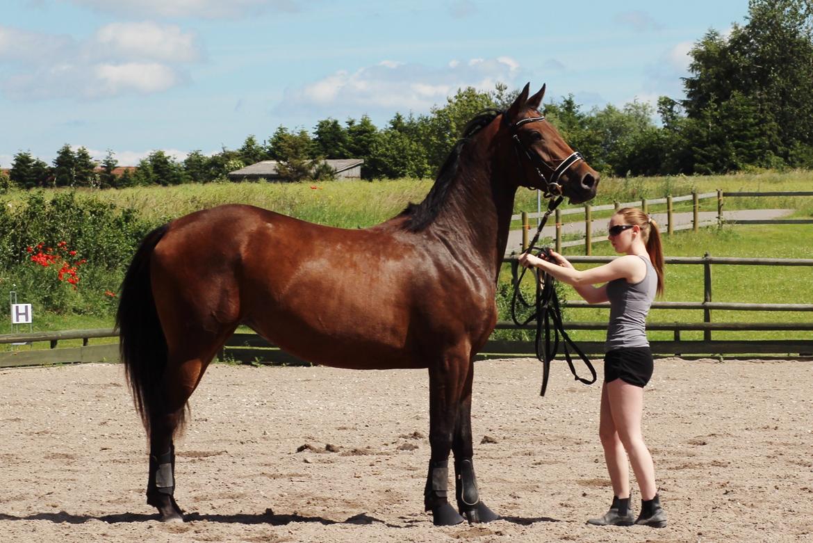 Dansk Varmblod Femme Fetal (Loppe) billede 5