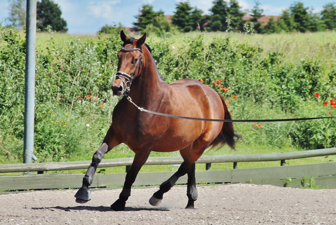 Dansk Varmblod Femme Fetal (Loppe) billede 10