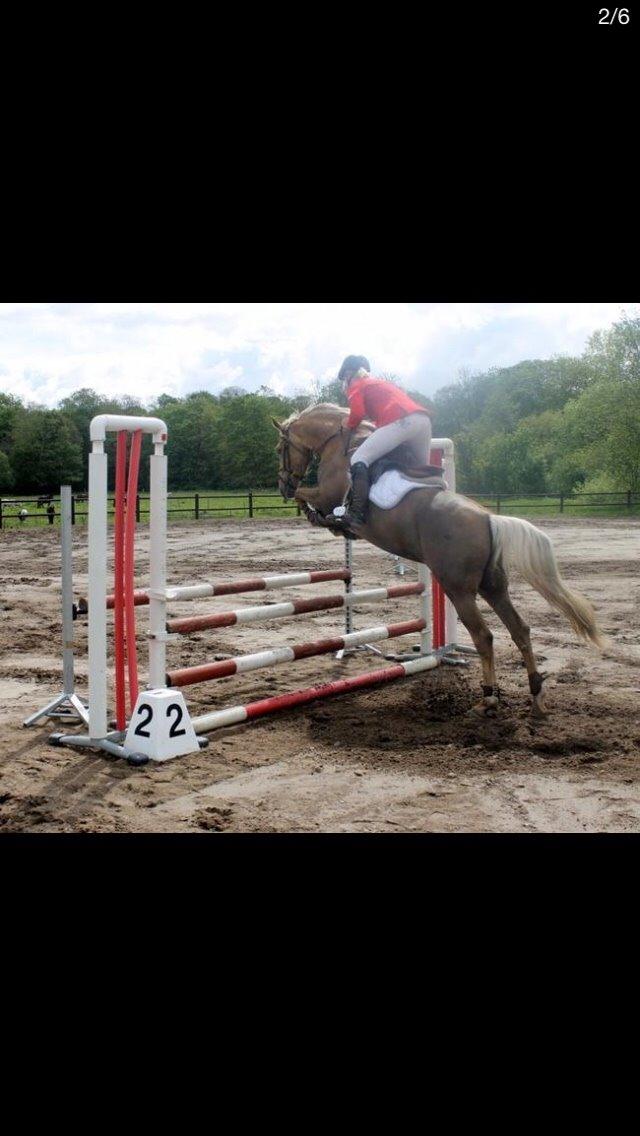 Anden særlig race Roosgårdens Daytime billede 3