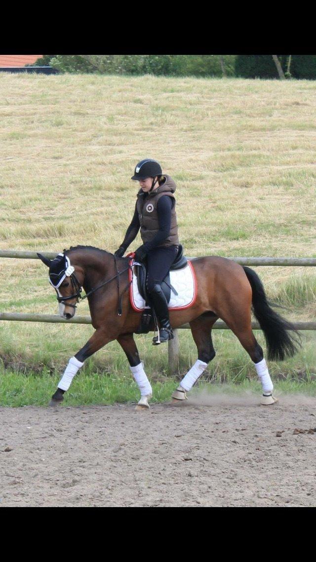 DSP Lundgaards Friday billede 41