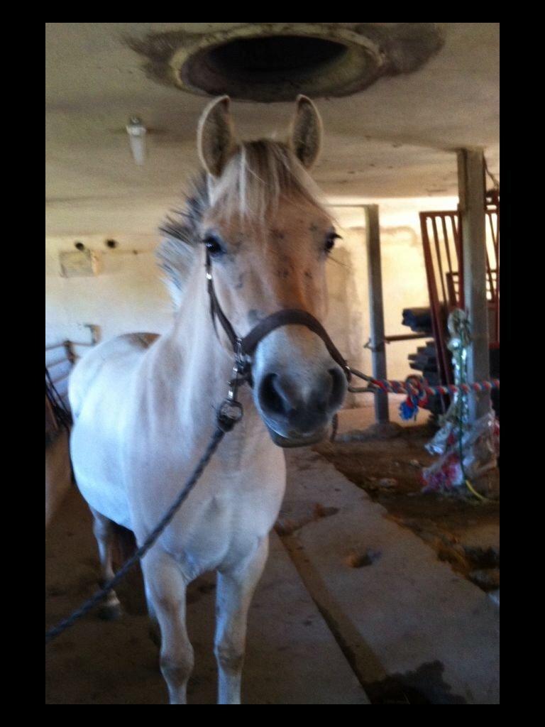 Fjordhest Ella billede 3