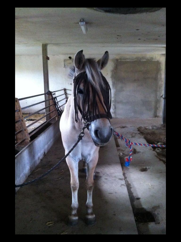 Fjordhest Ella billede 4