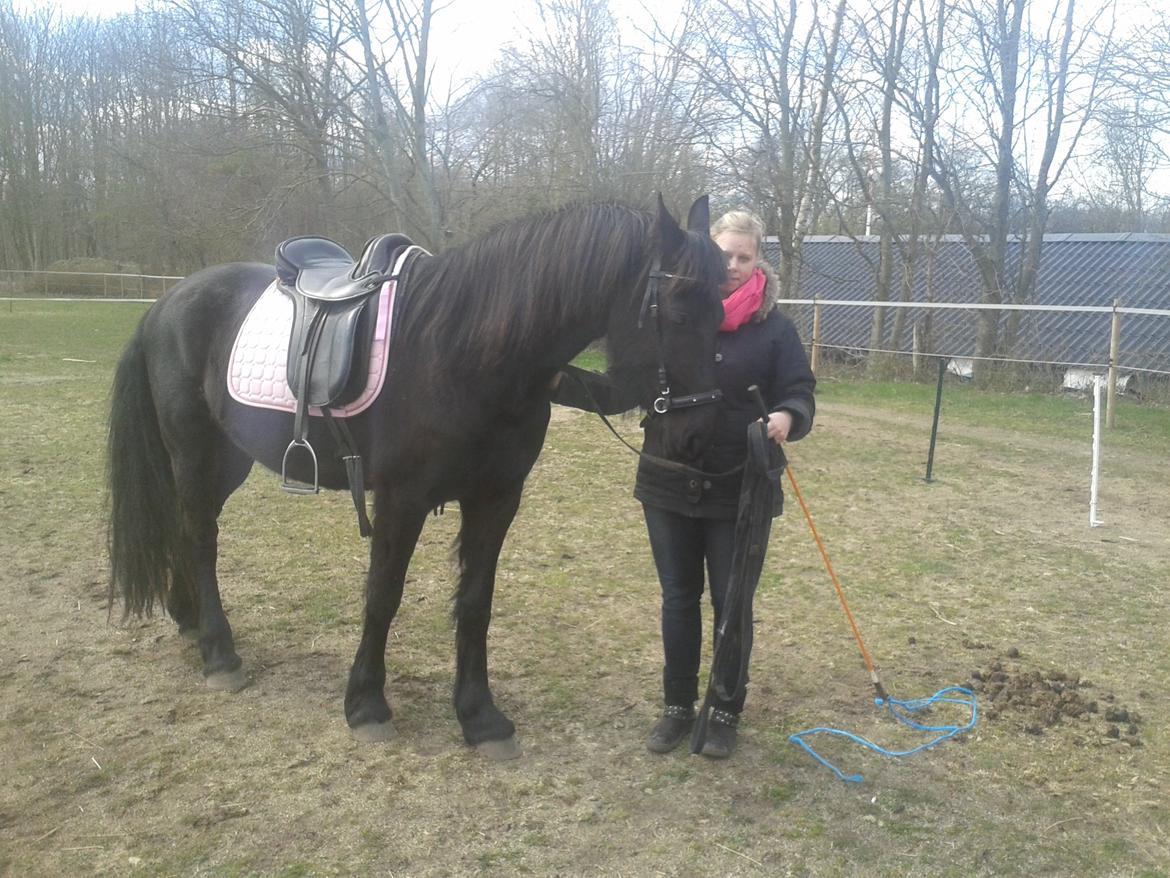 Frieser Jackie af Birkely - Marts 2015 Påbegyndt longetræning billede 36