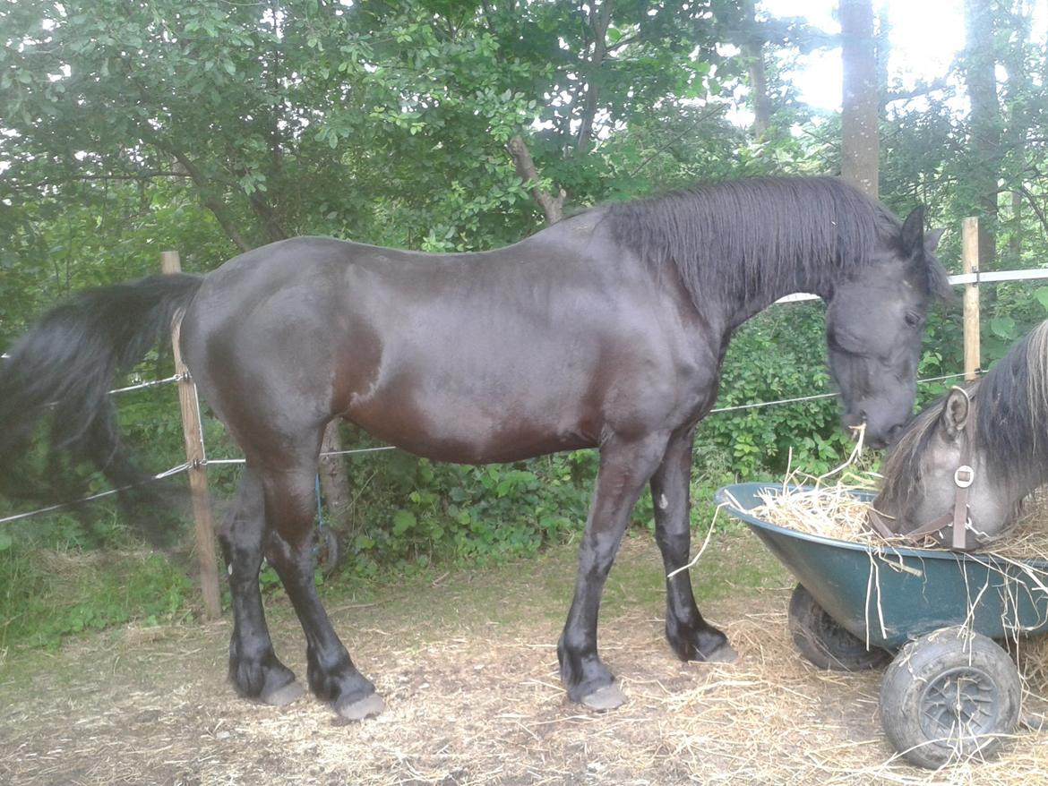 Frieser Jackie af Birkely - Juli 2015 billede 41