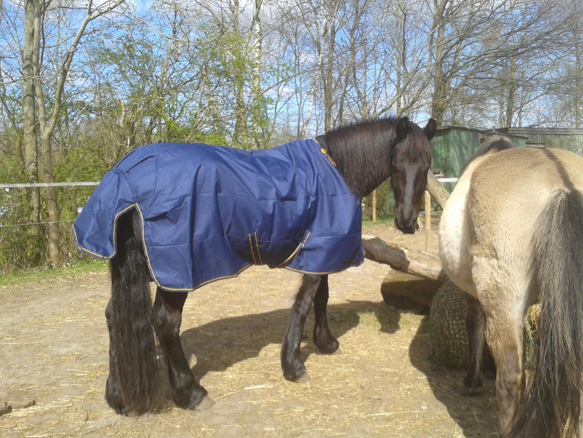 Frieser Jackie af Birkely billede 37